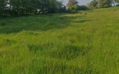 SALE AGREED!   SALE AGREED!  SALE AGREED!  SALE AGREED!   Land for Sale – c.11.13 ha (c.27.5 acres) of Agricultural Land for Sale in Cloonulty, Ballydangan, Athlone, Co Roscommon RN13268