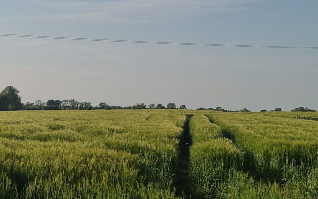 Land for Sale – c.7.45 ha (c.18.4 Acres) of Agricultural Land for Sale in Hampstead, Ballymacward, Ballinasloe, Co Galway GY51531F