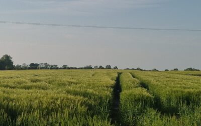 Land for Sale – c.7.45 ha (c.18.4 Acres) of Agricultural Land for Sale in Hampstead, Ballymacward, Ballinasloe, Co Galway GY51531F